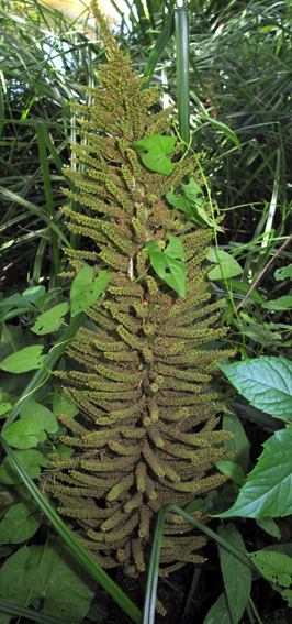 Gunnera2