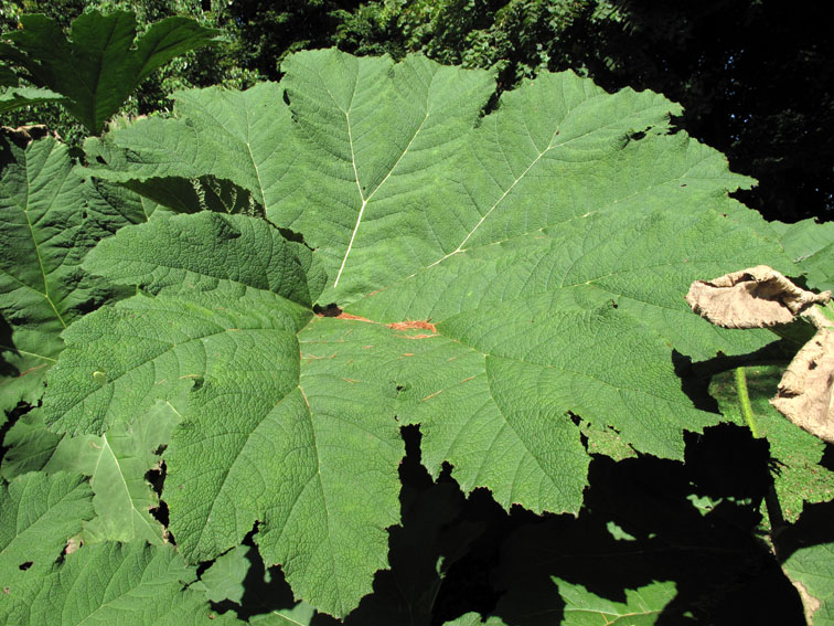 Gunnera1