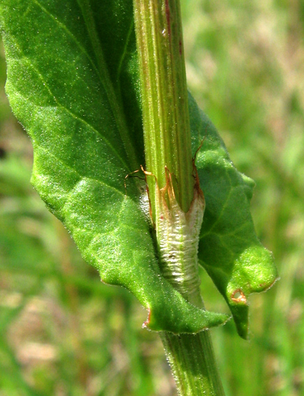 Rumex3