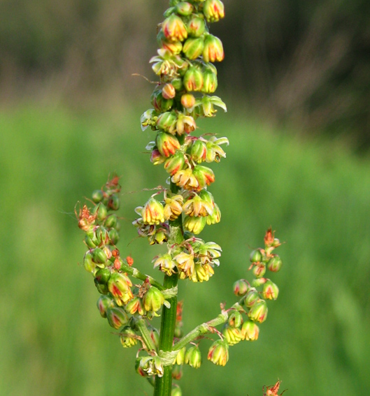 Rumex4