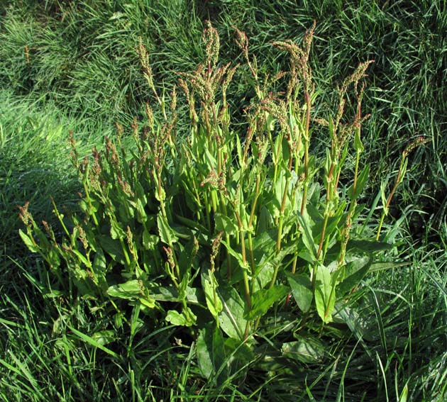 Rumex1