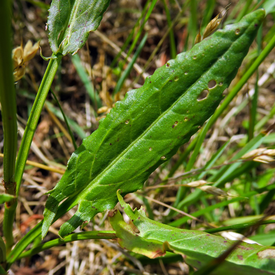 Rumex2