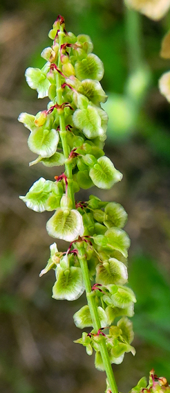 Rumex5