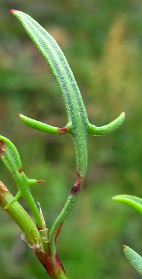 Rumex8