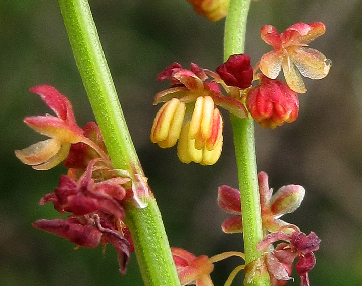 Rumex8b