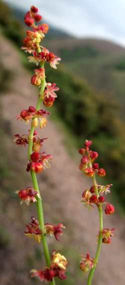 Rumex8a