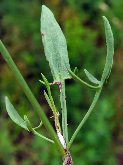 Rumex7