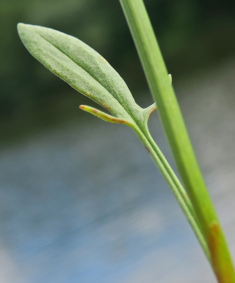 Rumex7b