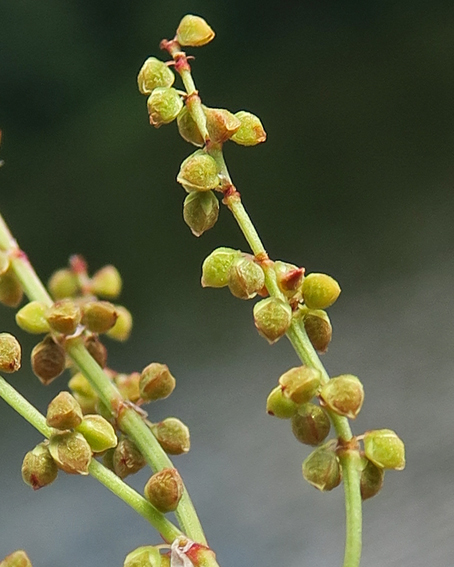 Rumex7c