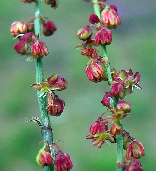 Rumex7a