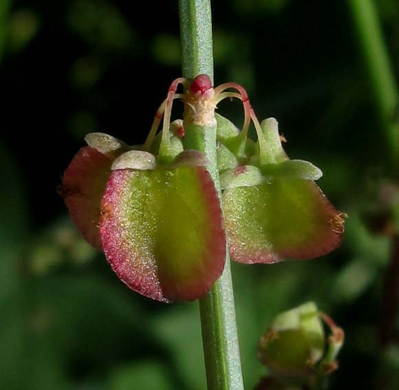 Rumex10