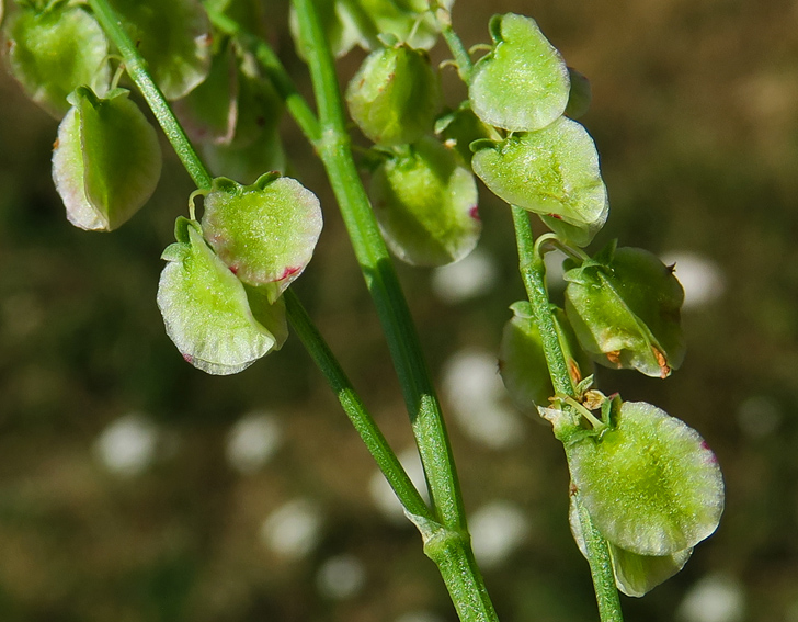 Rumex9b