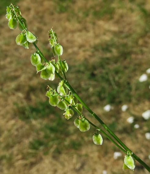 Rumex9