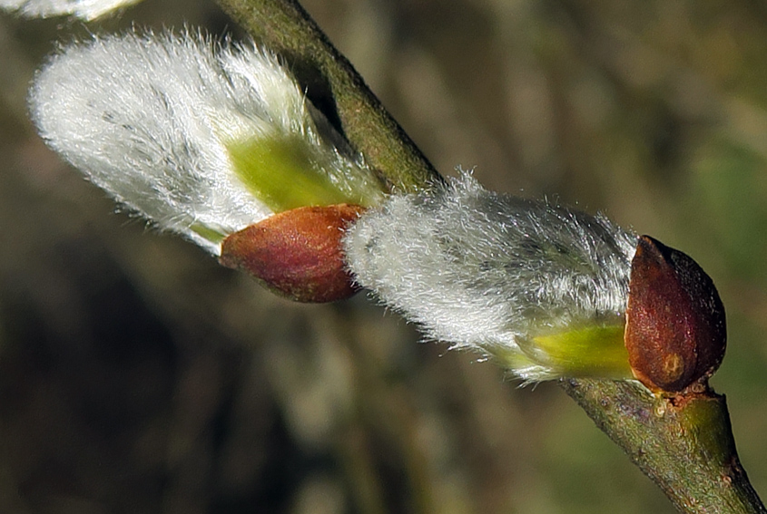 Salix2a