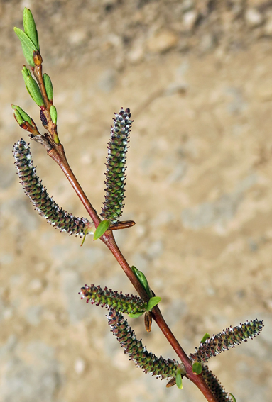 Salix7