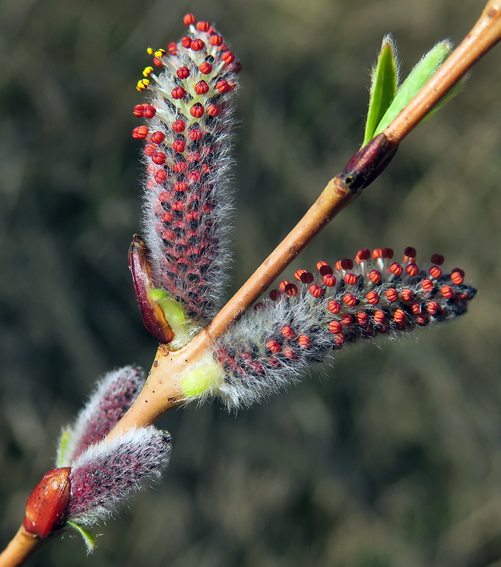 Salix8