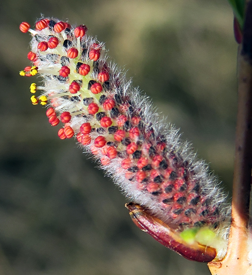 Salix13