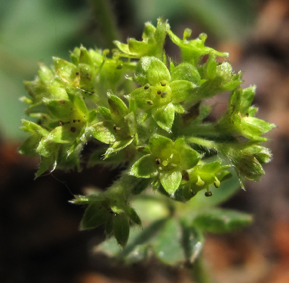 Alchemilla11