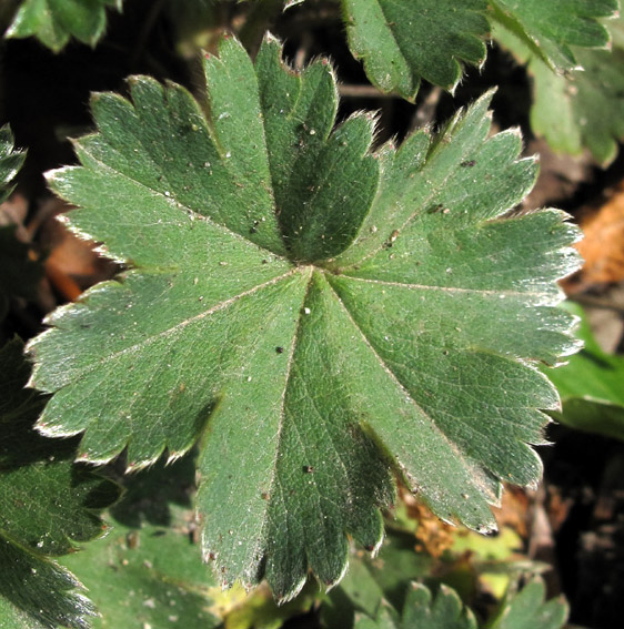 Alchemilla10