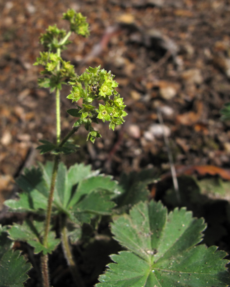 Alchemilla9