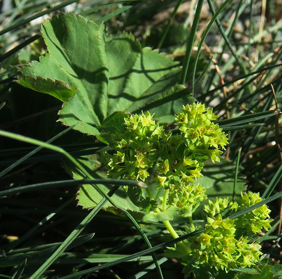 Alchemilla29a