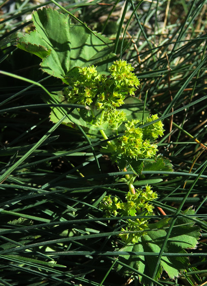 Alchemilla29