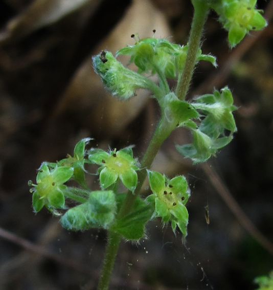 Alchemilla5