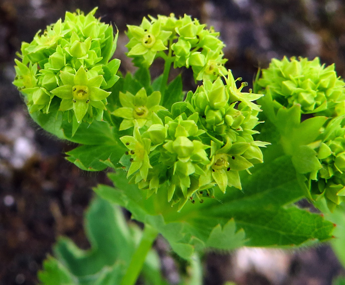 Alchemilla38