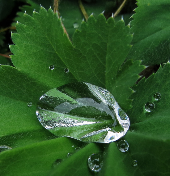 Alchemilla0