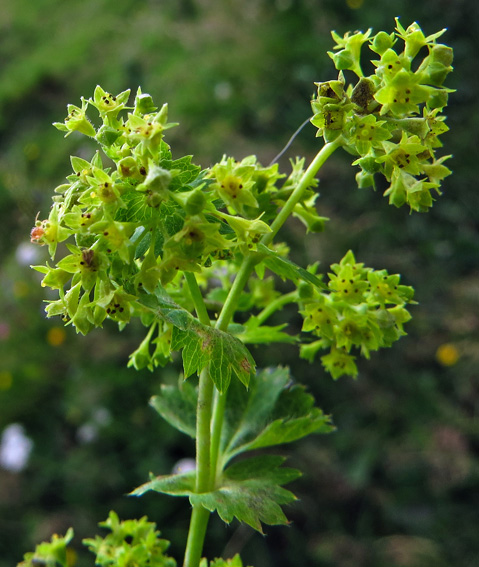 Alchemilla33