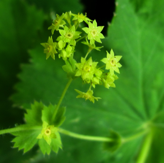 Alchemilla22