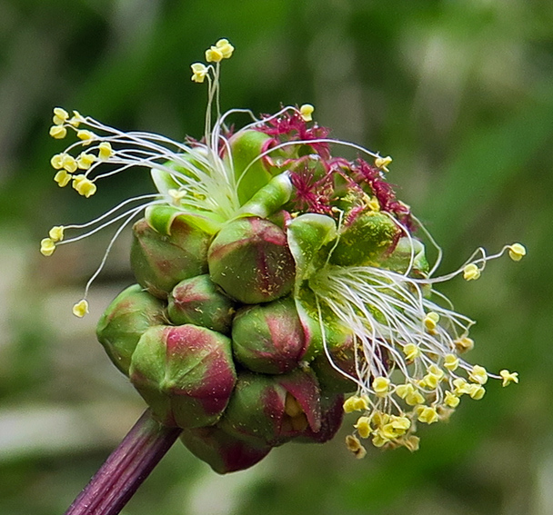 Sanguisorba4