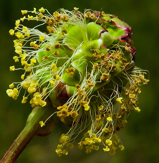 Sanguisorba3a