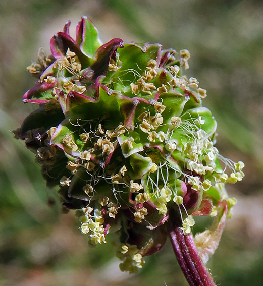 Sanguisorba3