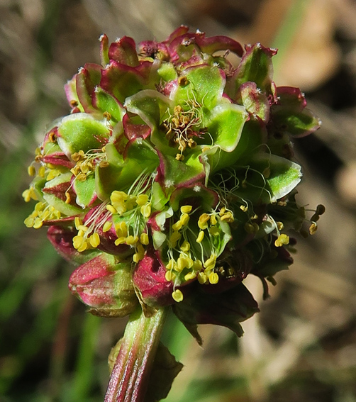 Sanguisorba5b