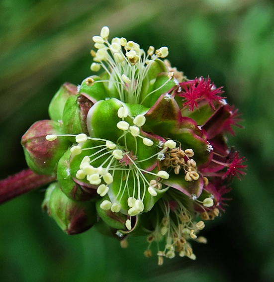 Sanguisorba5d