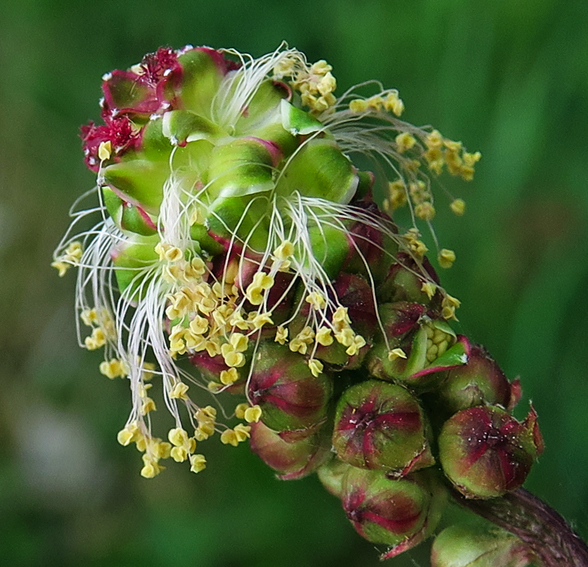 Sanguisorba5e