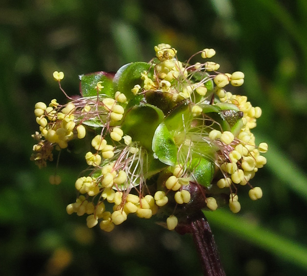 Sanguisorba5a