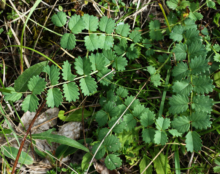 Sanguisorba1