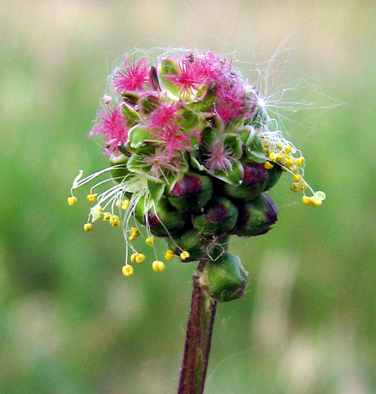 Sanguisorba5