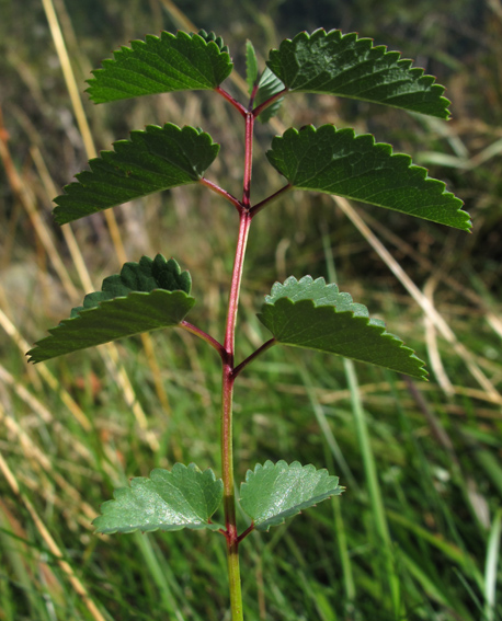 Sanguisorba7