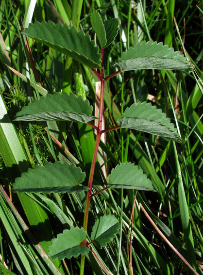 Sanguisorba6