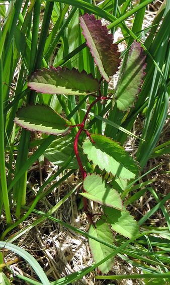 Sanguisorba7a