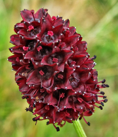 Sanguisorba7c