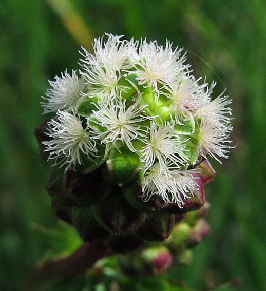 Sanguisorba5c