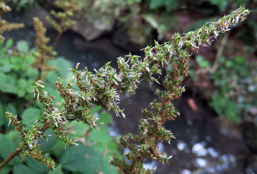 Astilbe2