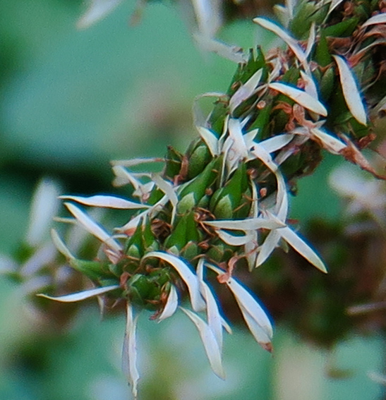 Astilbe3