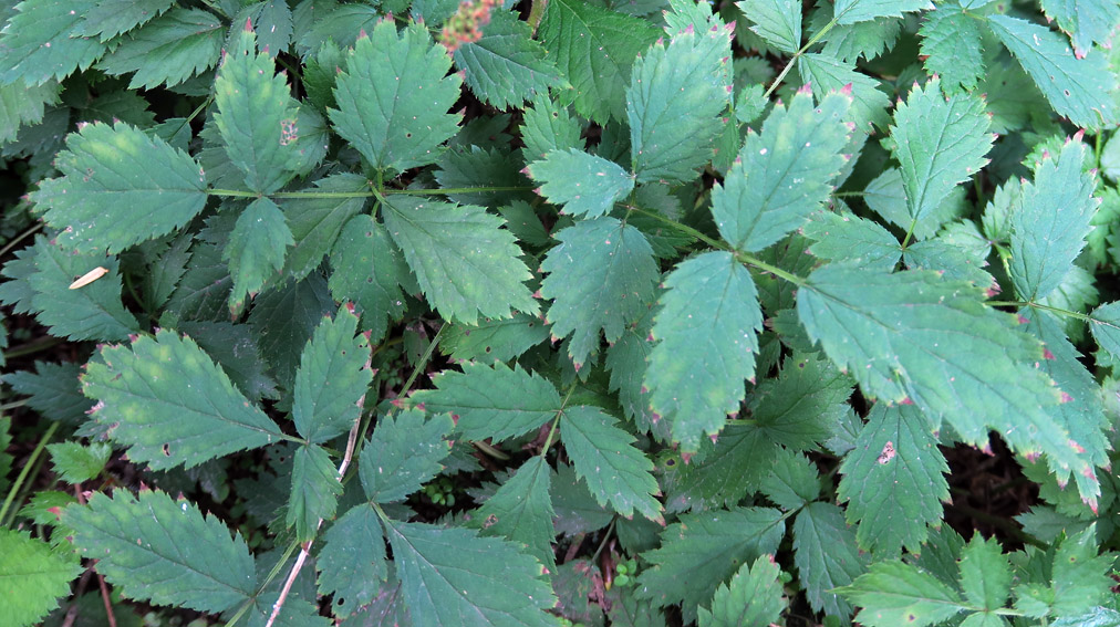 Astilbe1