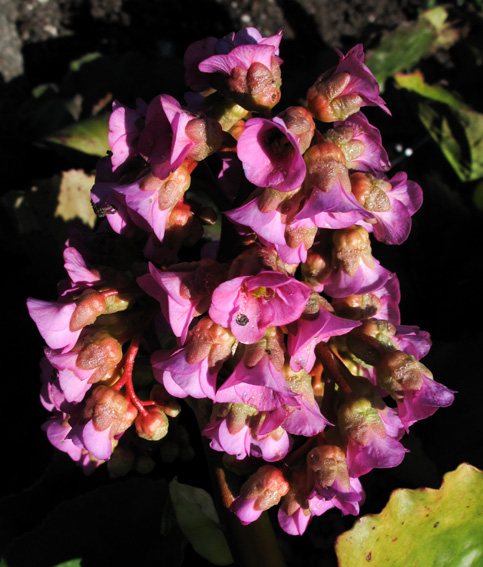 Bergenia2