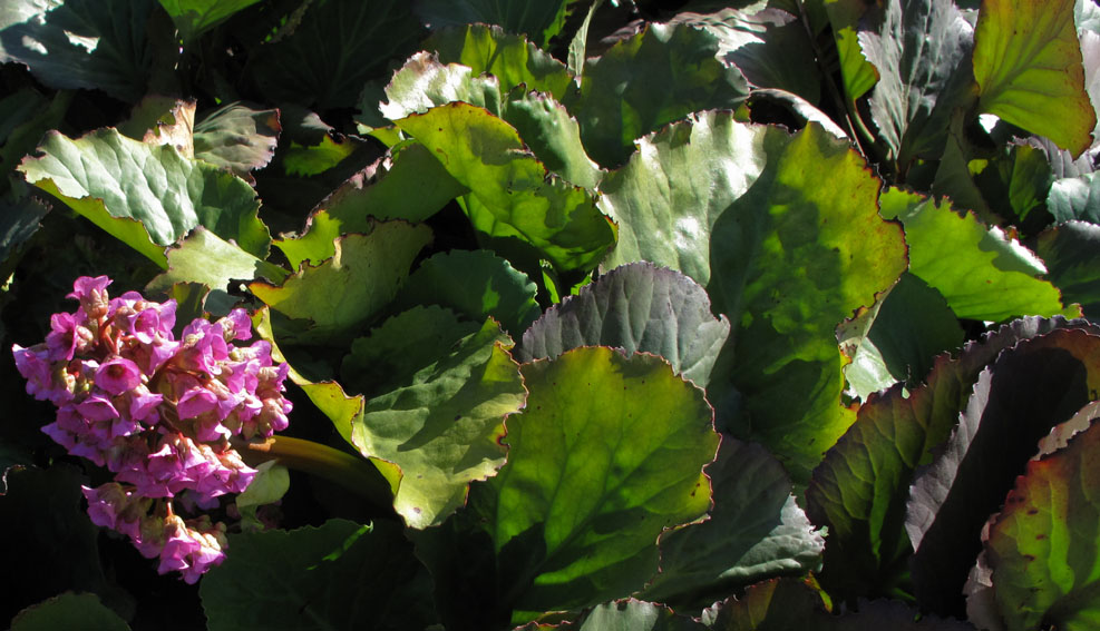 Bergenia1